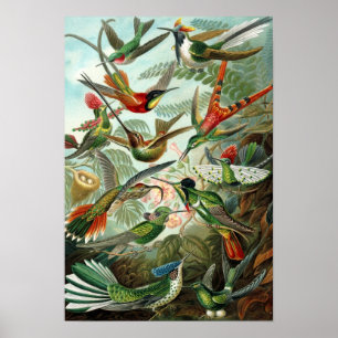 Affiche des colibris de Haeckel