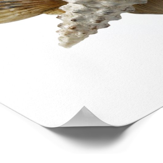 Affiche des coquilles (Coin)