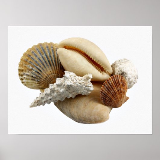 Affiche des coquilles (Devant)