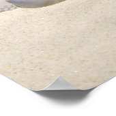 Affiche des coquilles (Coin)