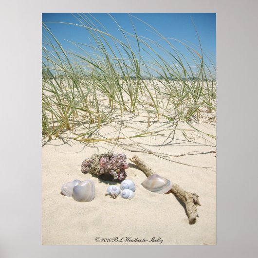 Affiche des coquilles (Devant)