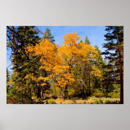 Affiche des couleurs de automne 5 (Devant)