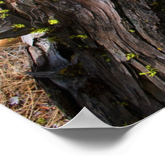 Affiche des courants (Coin)