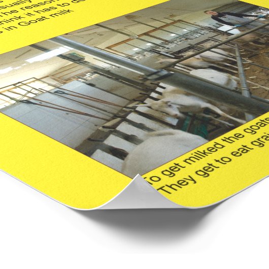 Affiche des faits sur la chèvre 1 (Coin)