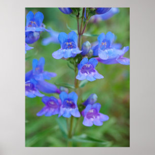 Affiche des fleurs de Penstemon Bleu