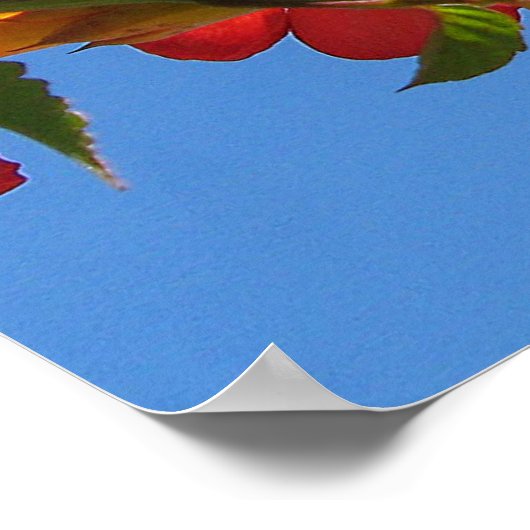 Affiche des fleurs de vigne de trompette (Coin)