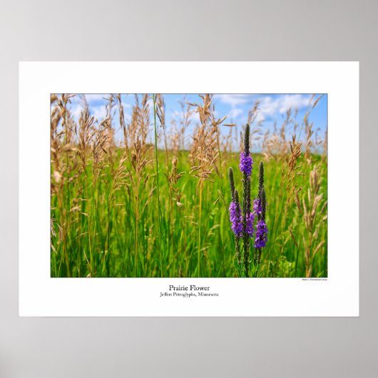 Affiche des fleurs des Prairies (Devant)
