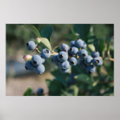 affiche des fruits bleuets (Devant)