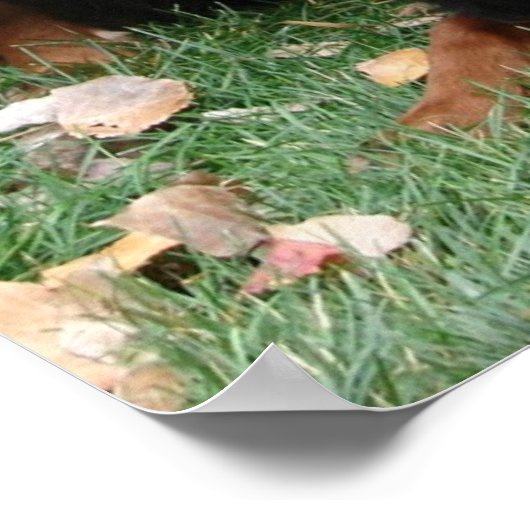 Affiche des générations Gordon Setter (Coin)