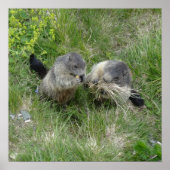 Affiche des marmottes (Devant)