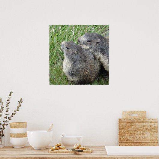 Affiche des marmottes (Cuisine)