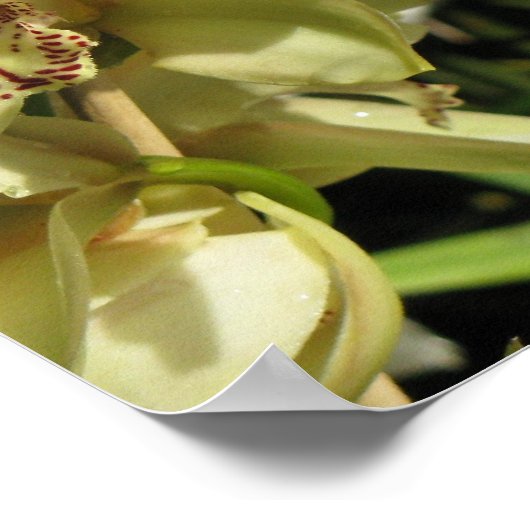 Affiche des orchidées du Cymbidium (Coin)