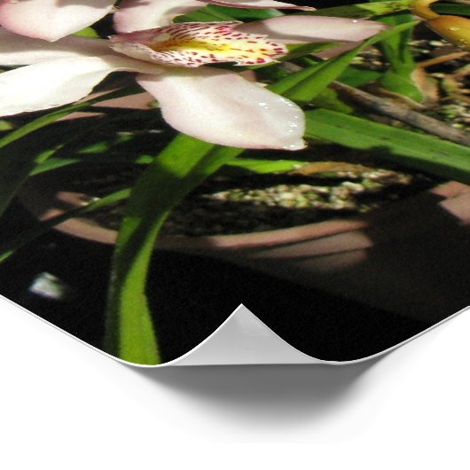 Affiche des orchidées du Cymbidium (Coin)