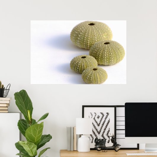 Affiche des oursins de mer (Bureau à domicile)