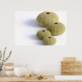 Affiche des oursins de mer (Cuisine)