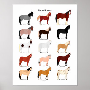 affiche des races de cheval