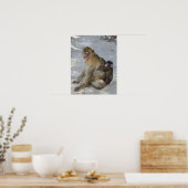 Affiche des singes de Gibraltar (Cuisine)