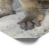 Affiche des singes de Gibraltar (Coin)