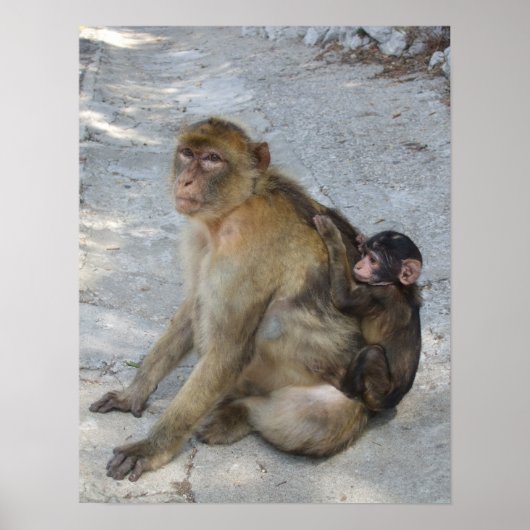 Affiche des singes de Gibraltar (Devant)