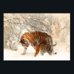 Affiche des Tigers d'hiver<br><div class="desc">Voir mon magasin pour plus d'articles de tigres.</div>