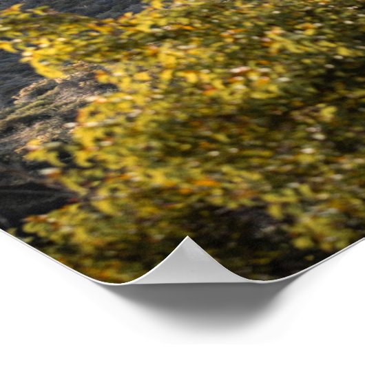 Affiche Dessin panneau Hollywood  (Coin)