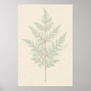 Affiche d'étude botanique de la fougère d'asperge