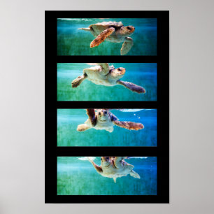 Affiche d'étude de la tortue marine caouanne