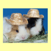 Affiche Deux Cochons d'Inde Mignons