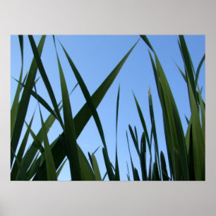 Affiche d'herbe