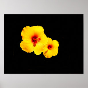 Affiche d'Hibiscus Jaune
