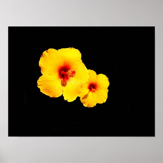 Affiche d'Hibiscus Jaune (Devant)