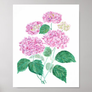 affiche d'hydrangée rose