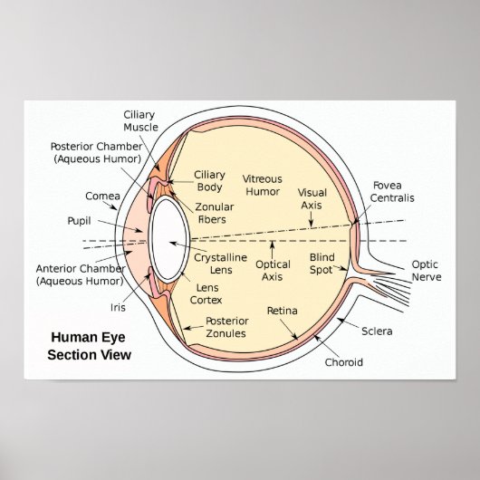 Affiche Diagramme Anatomique du Globe Oculaire Hum (Devant)