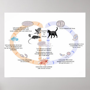 Affiche Diagramme du cycle de vie de Toxoplasma go