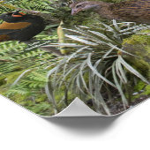 Affiche d'identification des oiseaux de Nouvelle-Z (Coin)