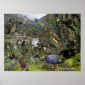 Affiche d'identification des oiseaux de Nouvelle-Z (Devant)