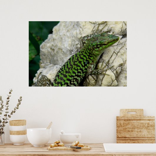 affiche d'iguanes (Cuisine)