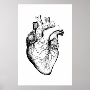 Affiche d'illustration d'anatomie de coeur