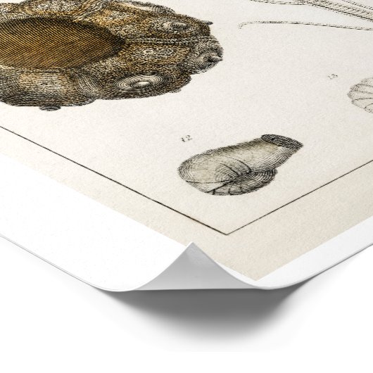 AFFICHE D'ILLUSTRATION DES FOSSILES vintages (Coin)