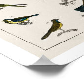 AFFICHE D'ILLUSTRATION DES OISEAUX vintages 1820 (Coin)
