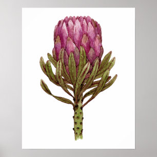 Affiche d'illustration d'usine de fleur de Protea