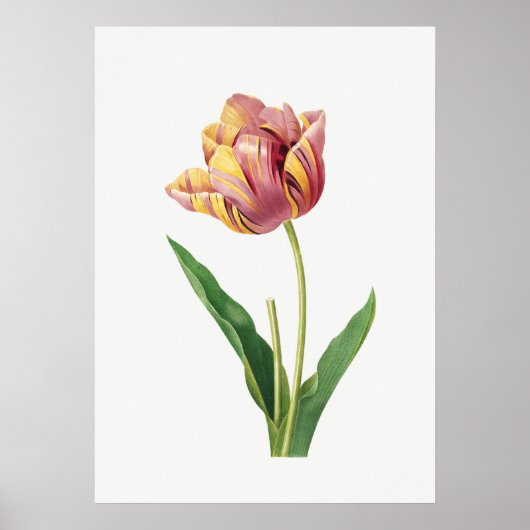 Affiche d'illustration Vintage de la Tulipe de fla (Devant)