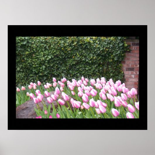Affiche d'image de tulipes de jardin (Devant)