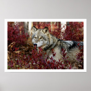 Affiche d'impression d'art de loup gris
