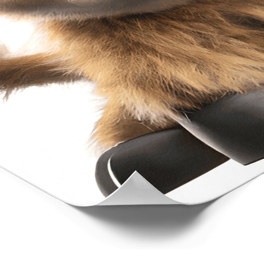 Affiche d'impression de bébé vache des Highlands m (Coin)