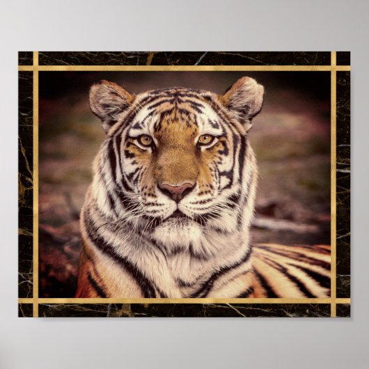 Affiche d'impression de photo d'image de gros chat (Devant)