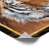 Affiche d'impression de photo du visage de tigre (Coin)