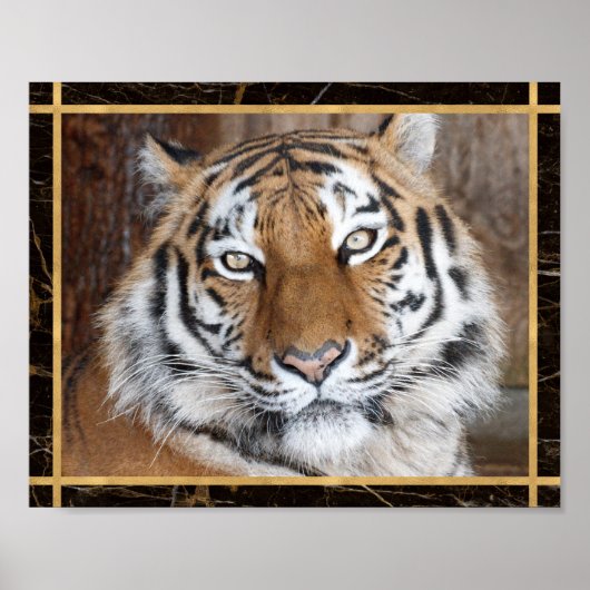 Affiche d'impression de photo du visage de tigre (Devant)