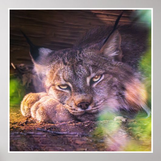 Affiche d'impression de portrait de faune de Lynx (Devant)