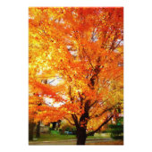Affiche d'impression photo d'arbre de l'érable arg (Devant)